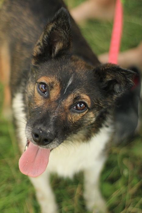 Kochany Gremlin szuka nowego domu