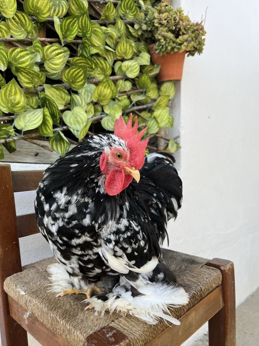 Casais de Pekin black mottled