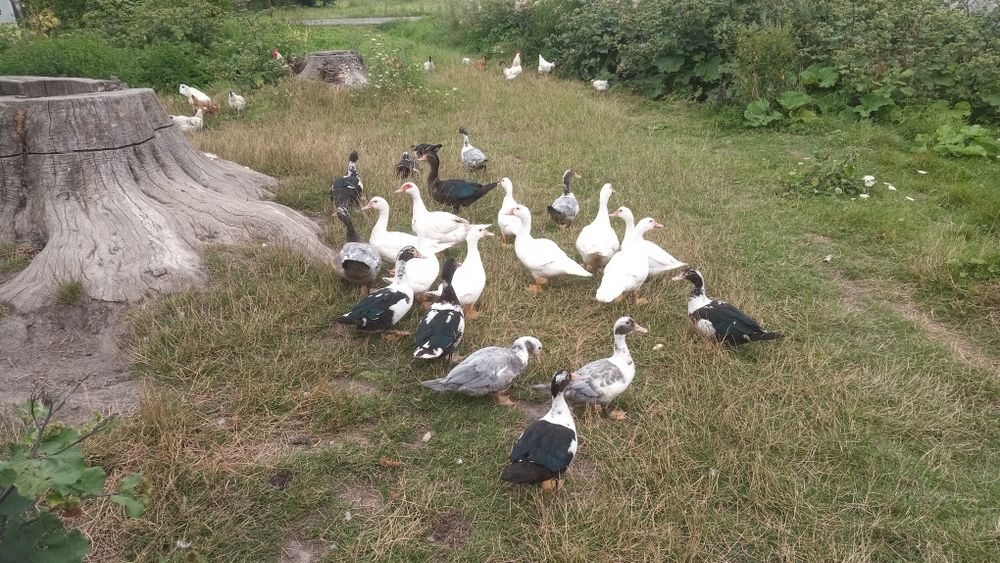 Продам мускусні качки (індокачкі)