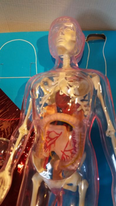 Jogos -Anatomia Humana