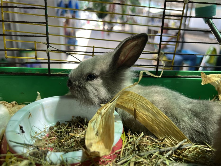 Кролики КАРЛИКОВЫЕ | Все для домашних животных
