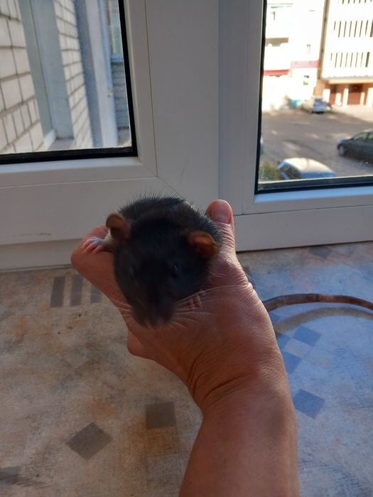 Крысята  домашние декоративные