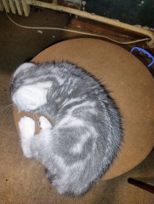 Шотландские котята.