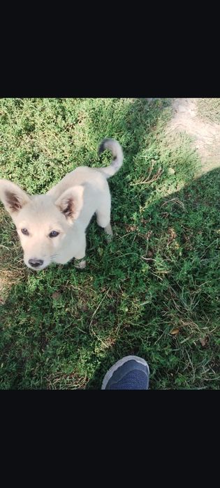 Щеня, дівчинка, віддам в добрі руки безкоштовно