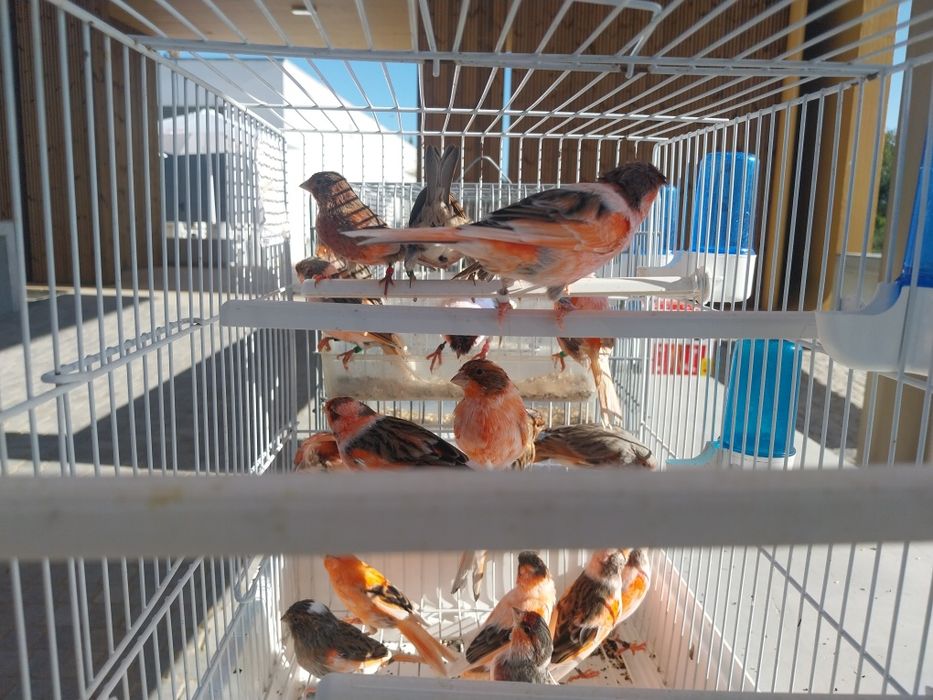 Arlequim português só machos