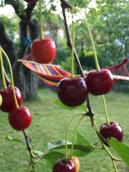 Działka ROD Gdynia Babie Doły 342m2