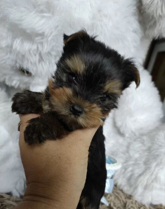 Йоркшерский терьер щенки мальчики