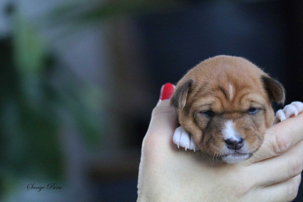 Samiec Szczeniak Basenji