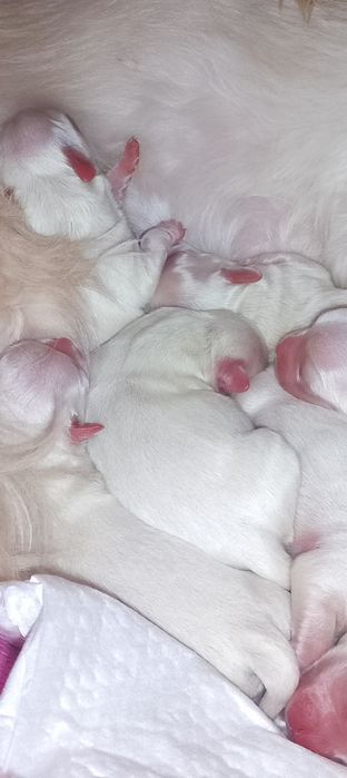 Відкрита бронь на цуценята мальтійської болонки.