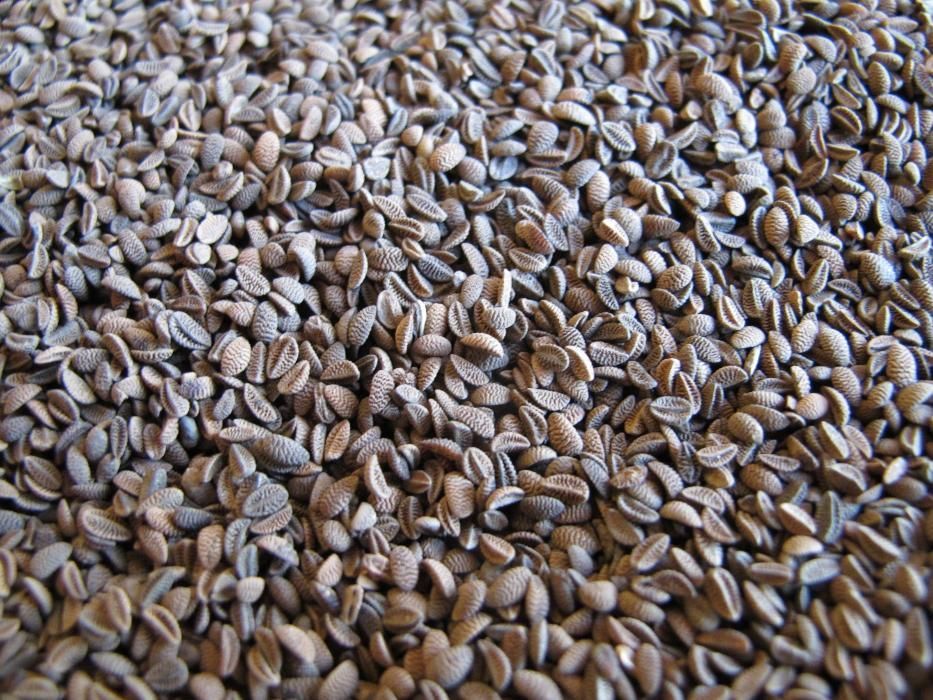 Facelia poplonowa przeczyszczona sprawdzona