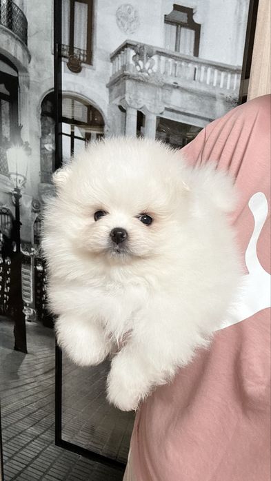 Рідкісна красуня, дівчинка померанського шпіца