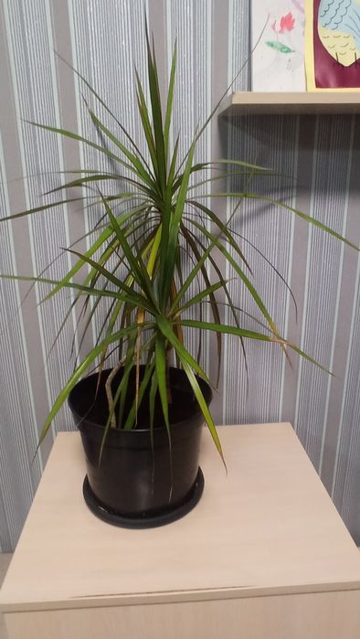 Продам вазон драцена