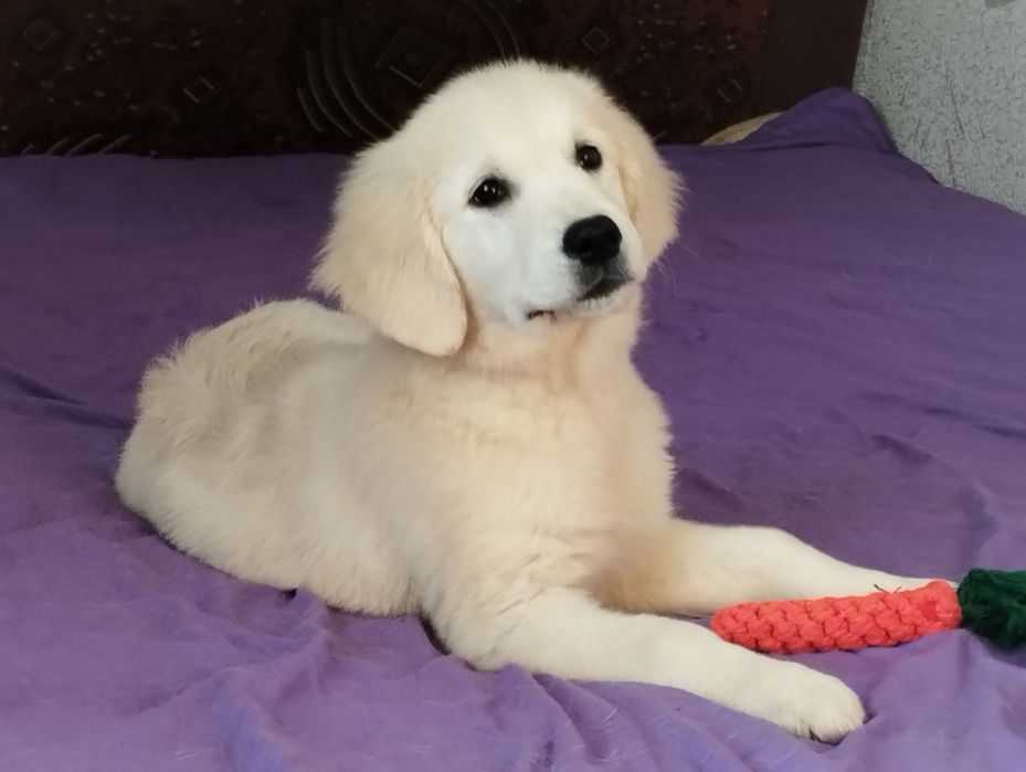 Дівчинка золотистого ретрівера шукає родину.