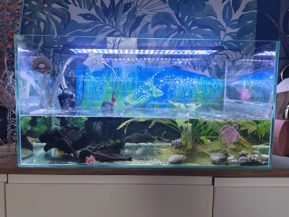 Sprzedam akwarium z całą zawartością 70x35x35cm
