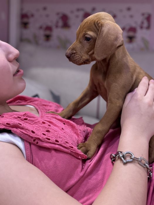 Угорська вижла або венгерская выжла неймлвірні золоті цуцики