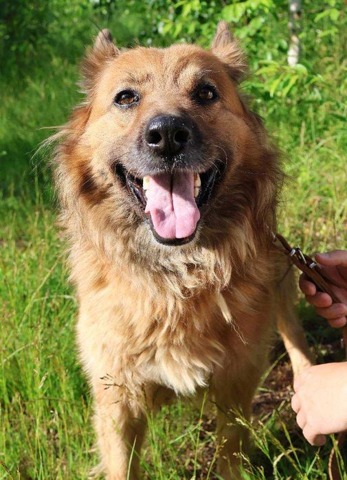 Piękna sunia pilnie szuka domu