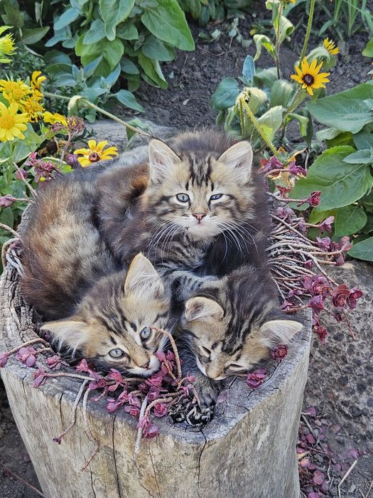 Кошенята шукають добрих господарів!