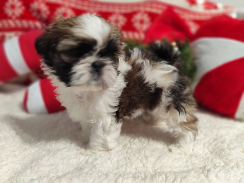 Shih-tzu  Axel  piesek tricolor