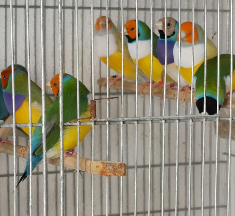 Tenho diamante goulds para ceder