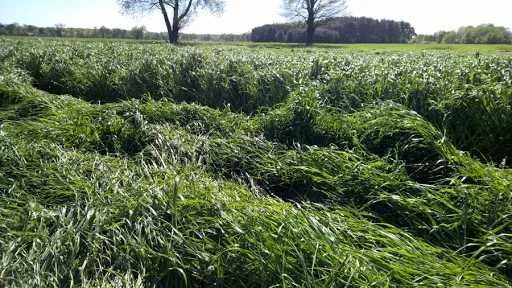 Trawa trawy PL-2 TURBO mieszanka traw 10kg