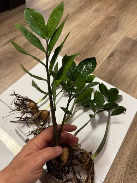 Zamioculcas zamiifolia/Заміокулькас дітки/Вкорінені з бульбами