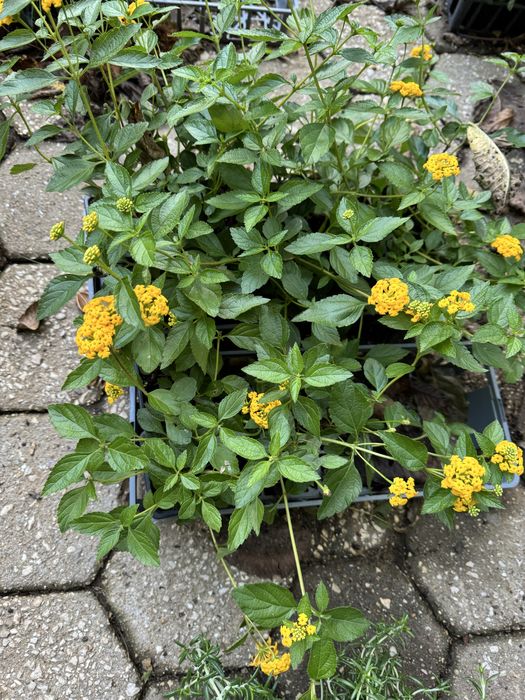 Lantanas amarelas