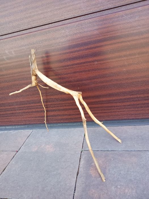 Fajny, średni naturalny korzeń do akwarium