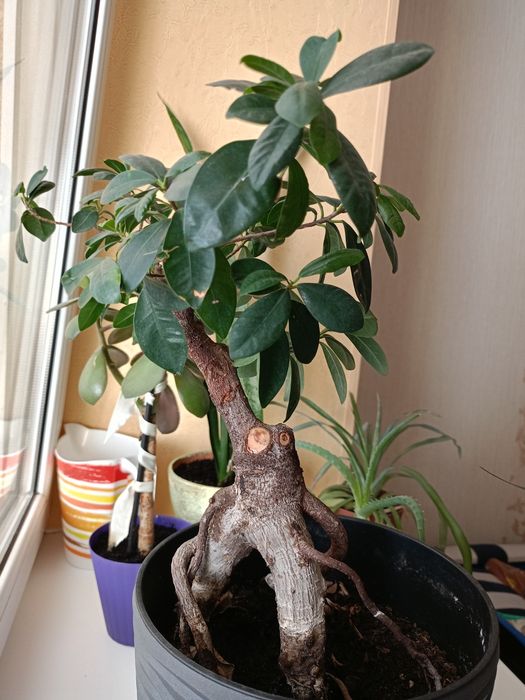 Бонсай фікус великий