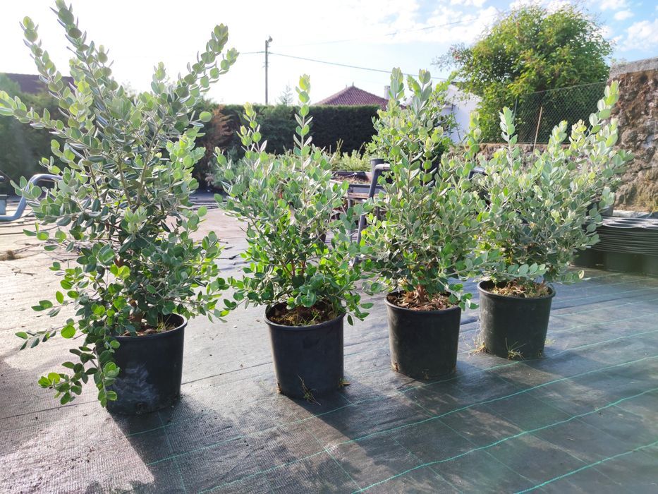 Metrosideros Excelsa - 80/100cm