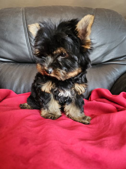 York terrier carier piekny  piesek