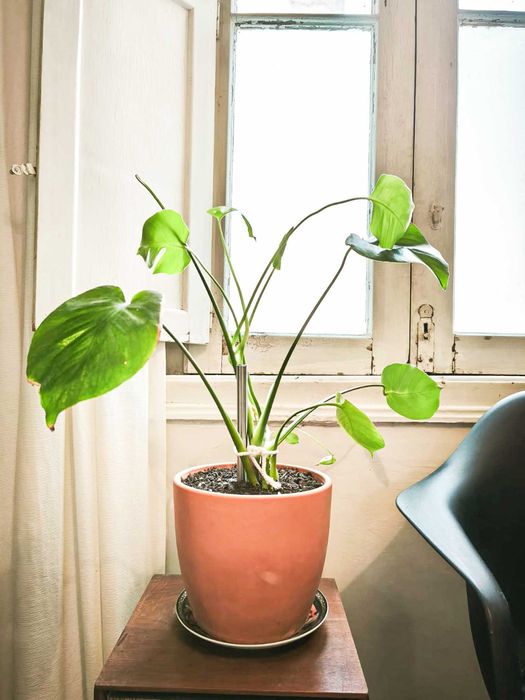 Plantas Monstera, Jiboia - Costela de Adão - São Jorge
