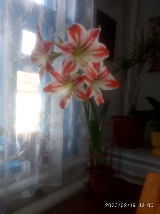 Амаралис. Шикарные цветки