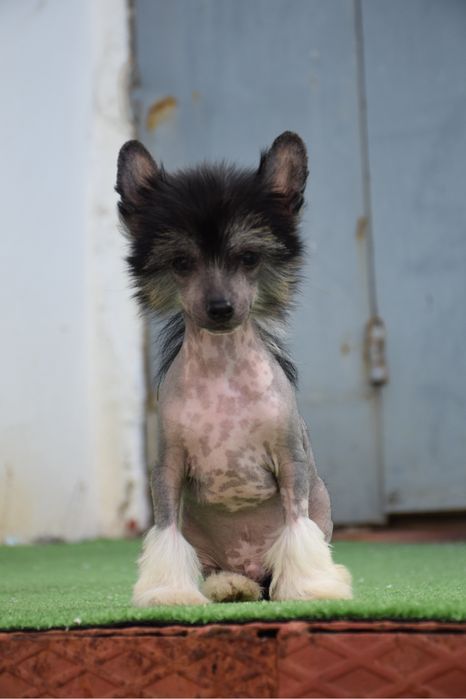 Chinese Crested Dog Hairless