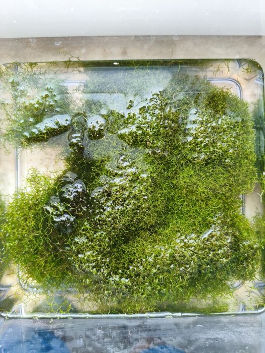 Riccia Fluitans trawnik akwariowy rośliny