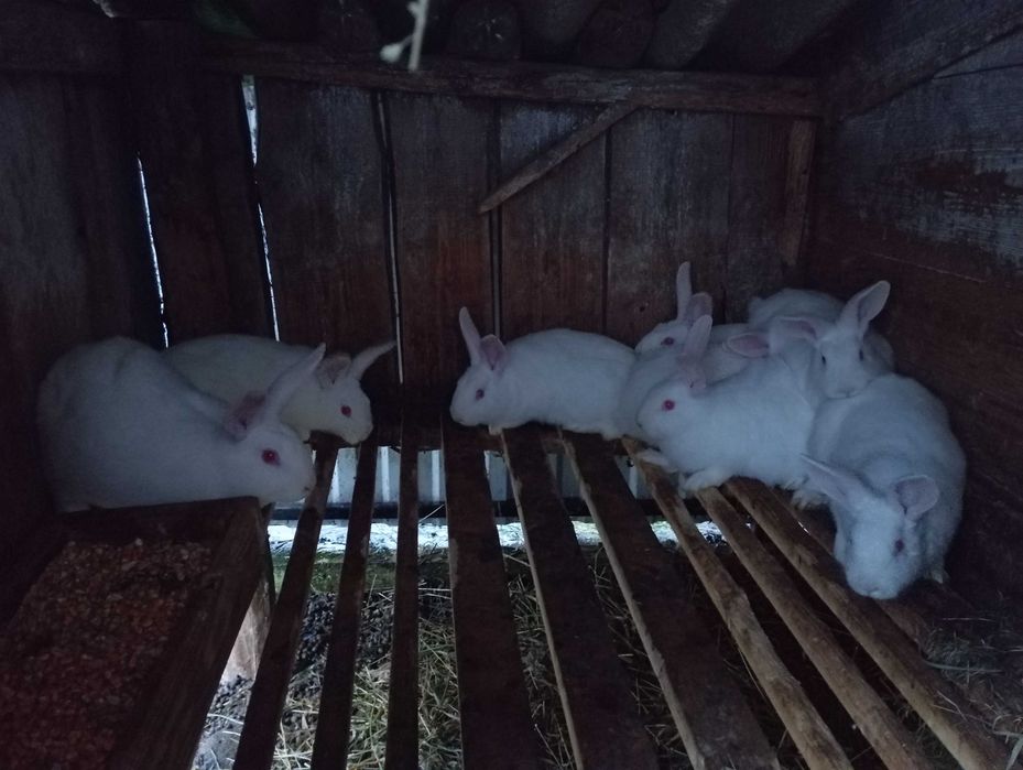 Продам кролі білий панон  чистокровні село Бережонка ціна договірна