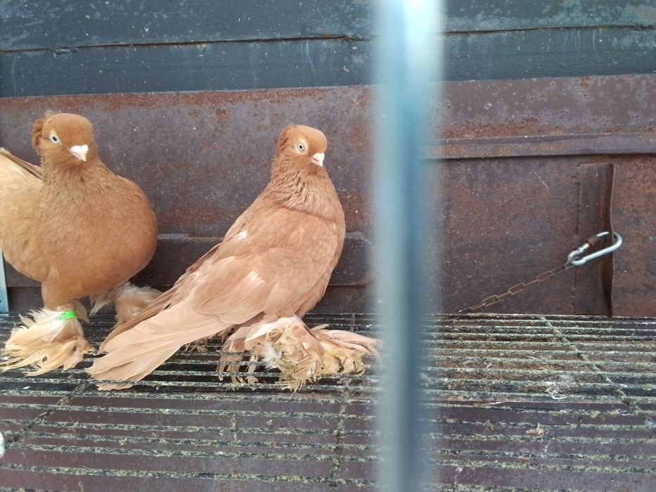 Ptaki gołębie ozdobne