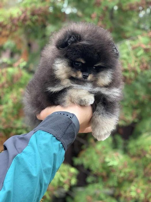 Неймовірний малюк