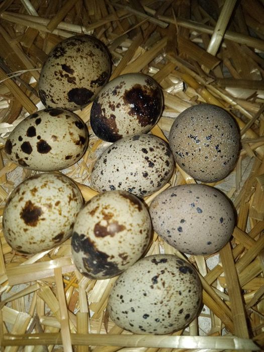 Яйцо инкубационное куры пасхальные, гуси мамуты, цесарки, перепела