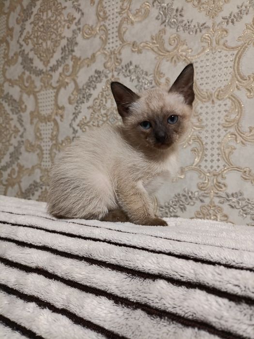 Кошенята меконгського бобтейла