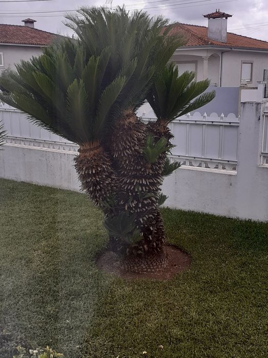 Sica com 1,90 de altura