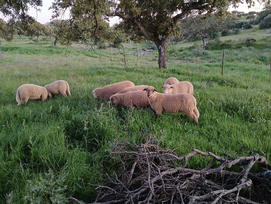 Vendo borregas crusadas merino