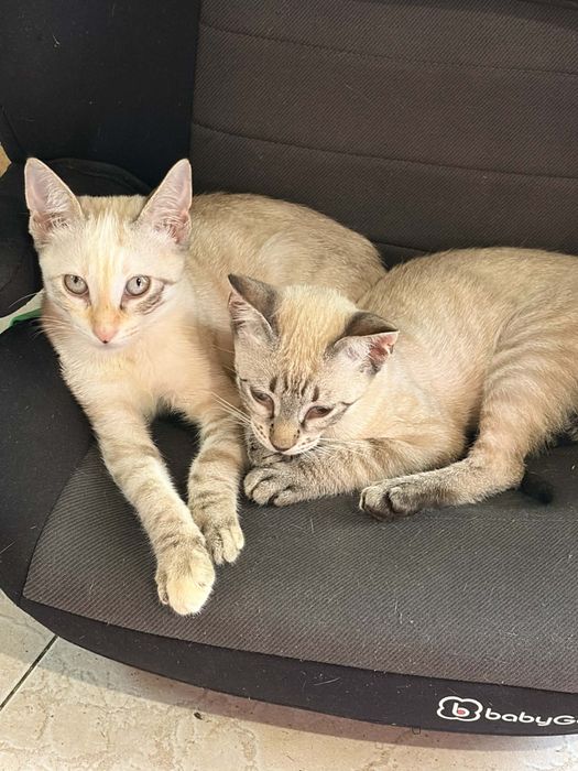 4 Bebés para Adoção!