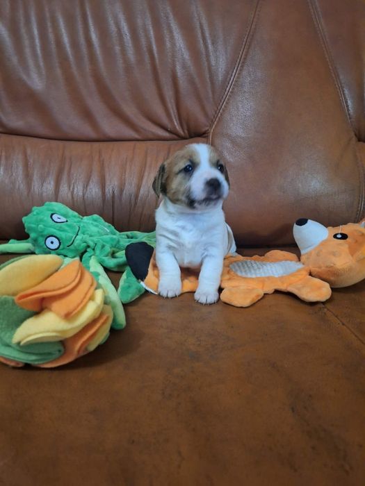 Wzorcowa suczka Jack russell terrier po rodzicach FCI