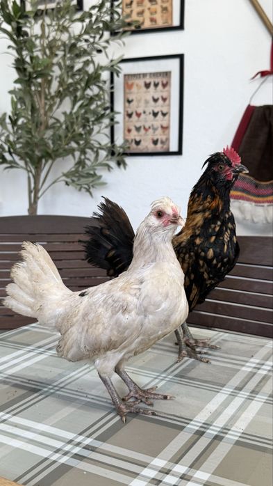 Casal de cocos/garnizes