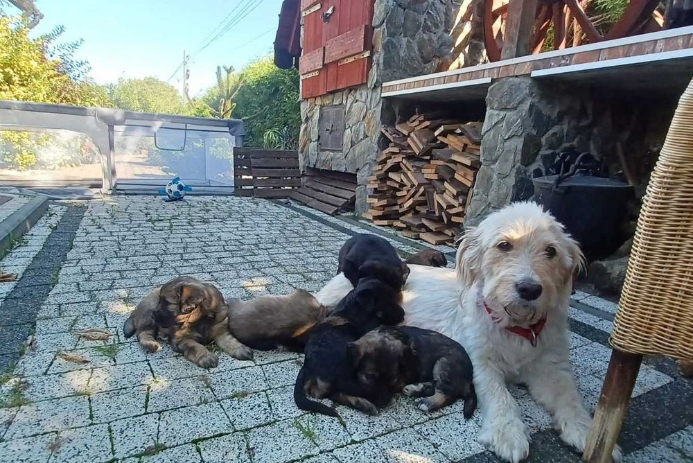 polecamy się do adopcji