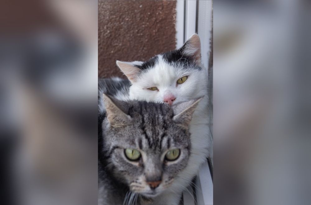Cudowny kocurek marzy o domku!