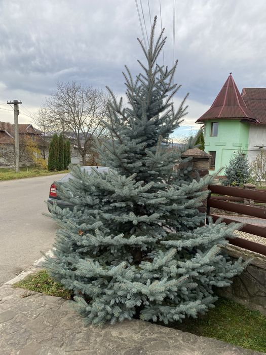 Жива голуба ялинка