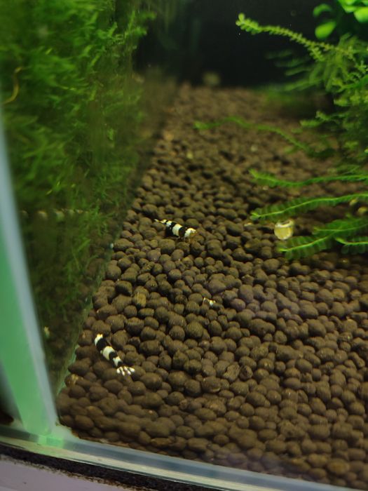 Krewetki crystal black PBL