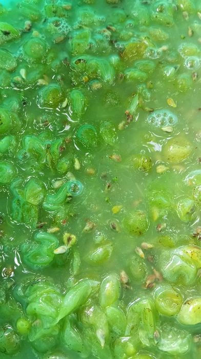 Домашний виноградный