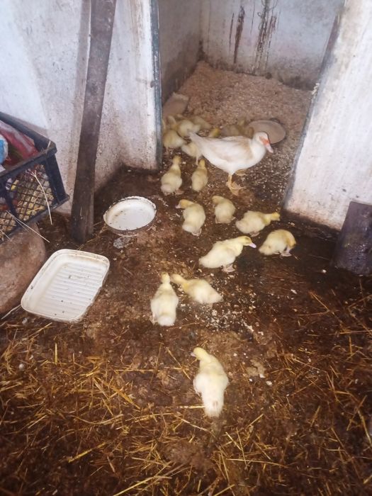 Animais da Quinta